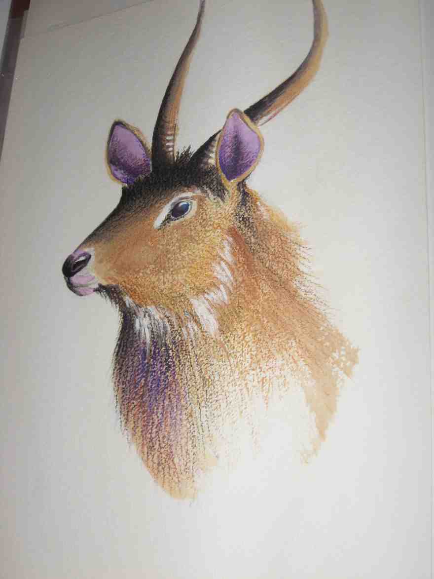 altri disegni di animali